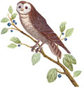 owl_small